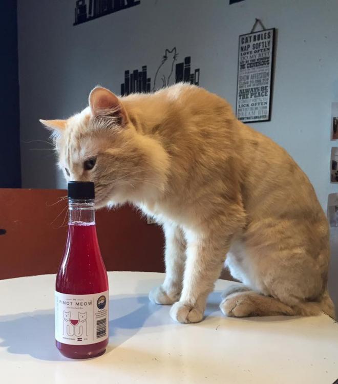  - Un petit verre de vin pour votre chat ? 