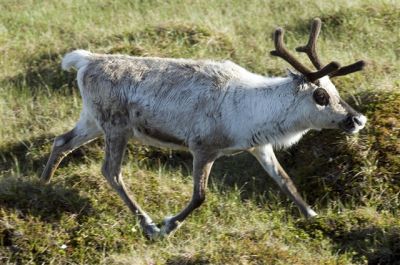  - Finnmark - Norvège