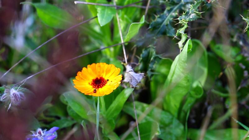  - Alain Passard entre cuisine et jardin