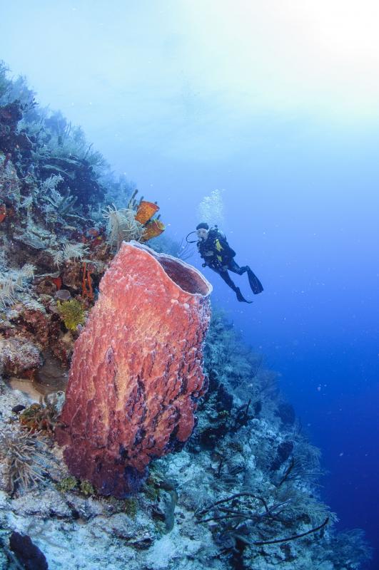  - Voyager à nouveau : Le Bélize, une destination de rêve à découvrir