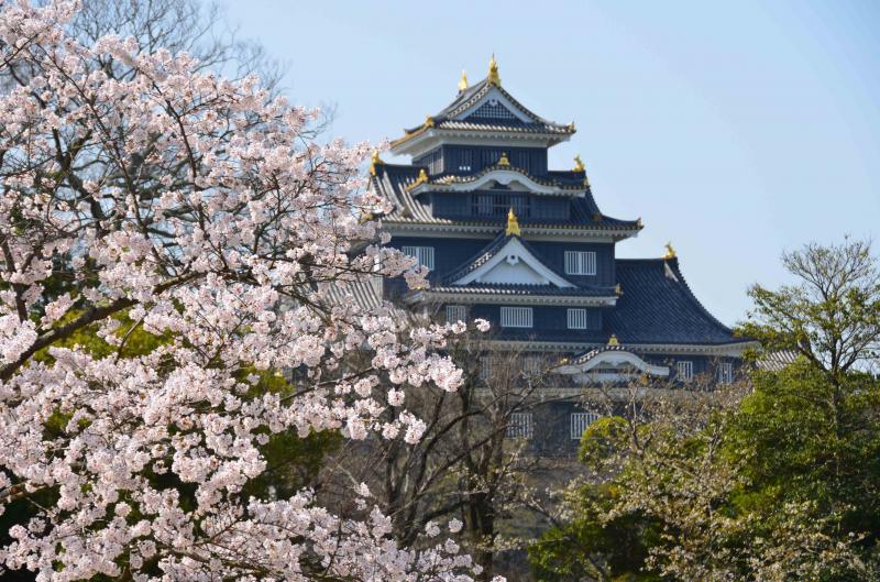  - En images, où admirer les cerisiers en fleurs ailleurs qu'à Kyoto ?