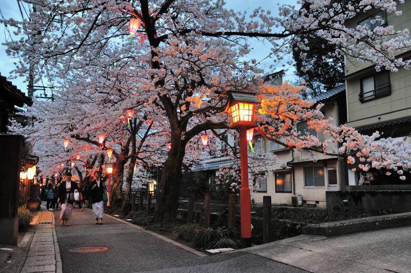  - En images, où admirer les cerisiers en fleurs ailleurs qu'à Kyoto ?