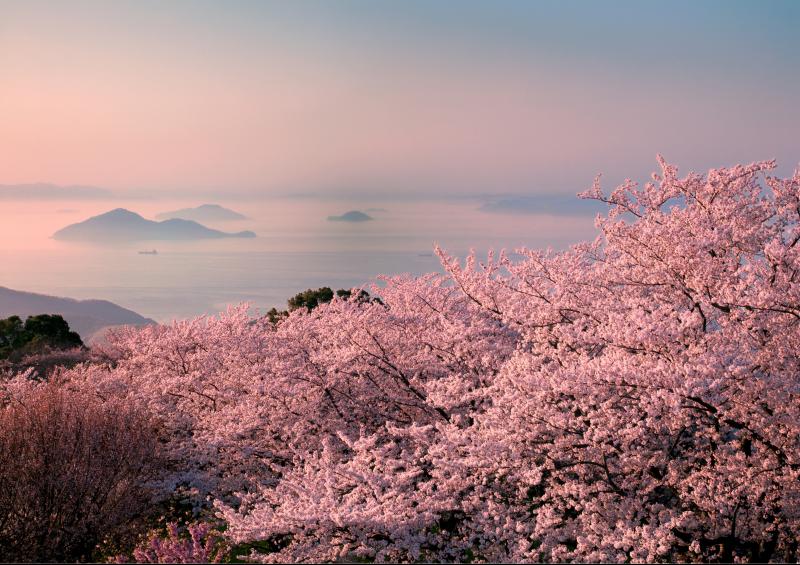  - En images, où admirer les cerisiers en fleurs ailleurs qu'à Kyoto ?