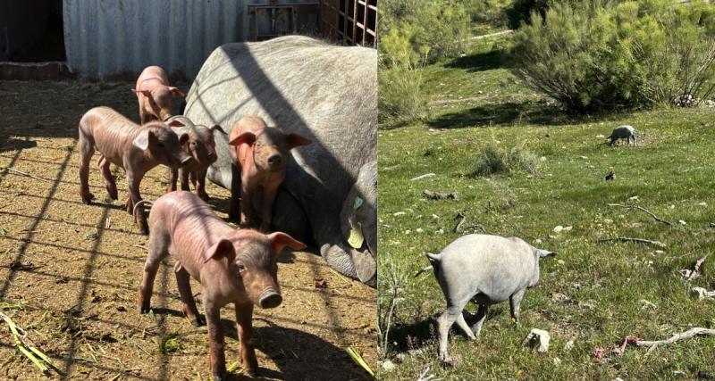 Pata Negra, bellota…. Comment ne pas se faire prendre pour un jambon ? - Sylvain Audebert, andlou de coeur, s'est associé à cette exploitation familiale.