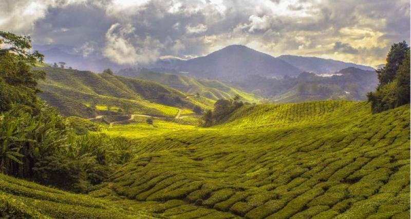 Deux semaines pour découvrir la Malaisie - Jour 5 : Moments de fraîcheur aux Cameron Highlands 