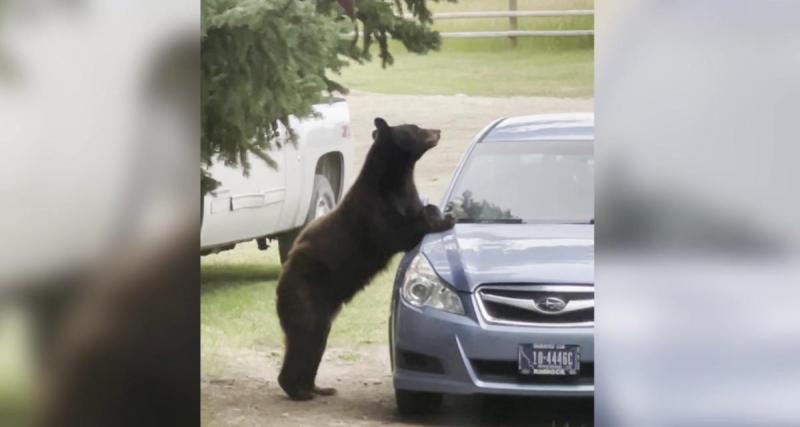  - Un ours pénètre dans sa voiture et y passe la nuit, bloqué !