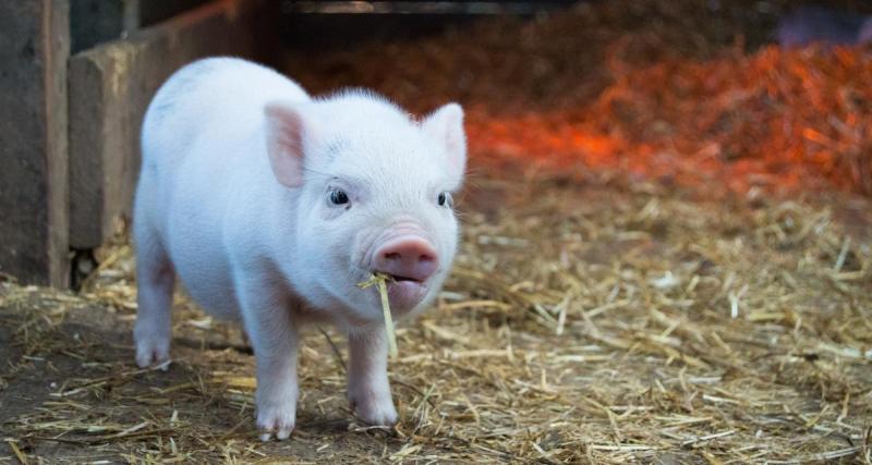  - Une expérience sur des porcs pour sauver vos érections