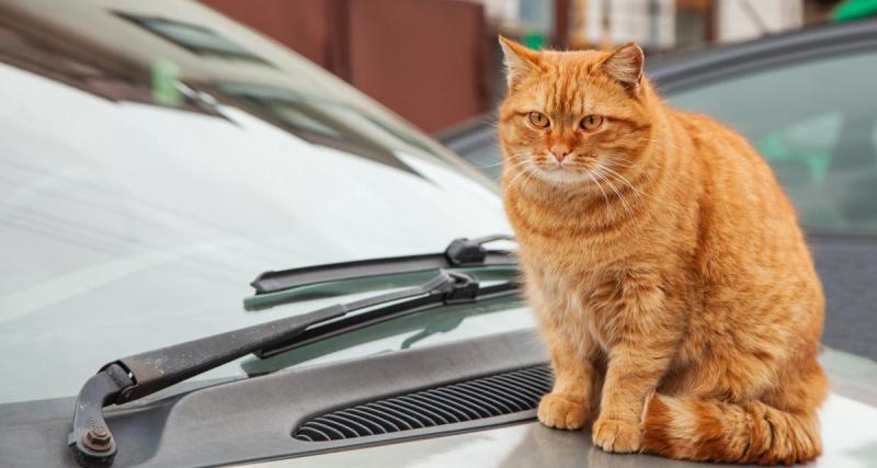  - Alertée par une odeur de brûlé, elle fonce chez le garagiste et découvre un chat près de son moteur !