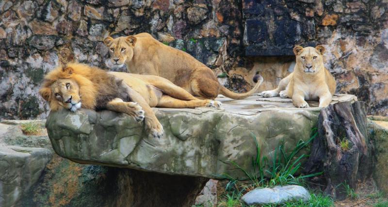  - Activité en famille : les plus impressionnants prédateurs vous attendent au Zoo de Paris !