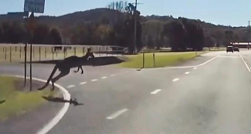  - Un kangourou manque de lui couper la route, bienvenue en Australie !