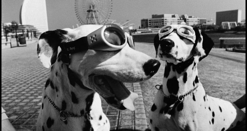  - Une expo à découvrir en famille : Elliot Erwitt, l’homme qui photographiait Charles de Gaulle… et des chiens