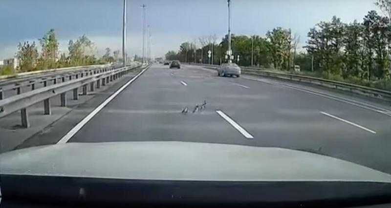 - VIDEO - Cet automobiliste freine à temps pour sauver une famille de canards, il se permet même de les escorter