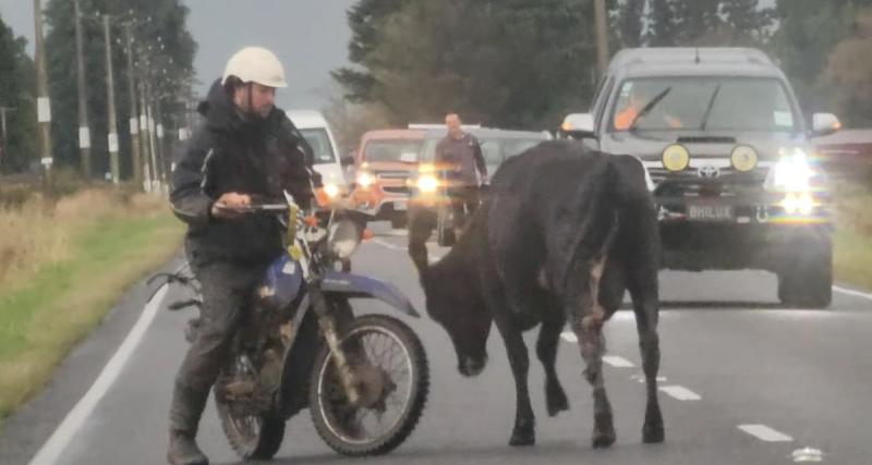  - Cette vache se retrouve en liberté au milieu de la route, elle terrorise tous les automobilistes !