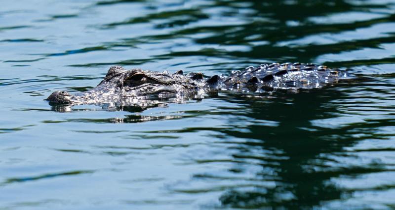  - Costa Rica : un joueur meurt, tué par un crocodile après s'être jeté à l'eau 