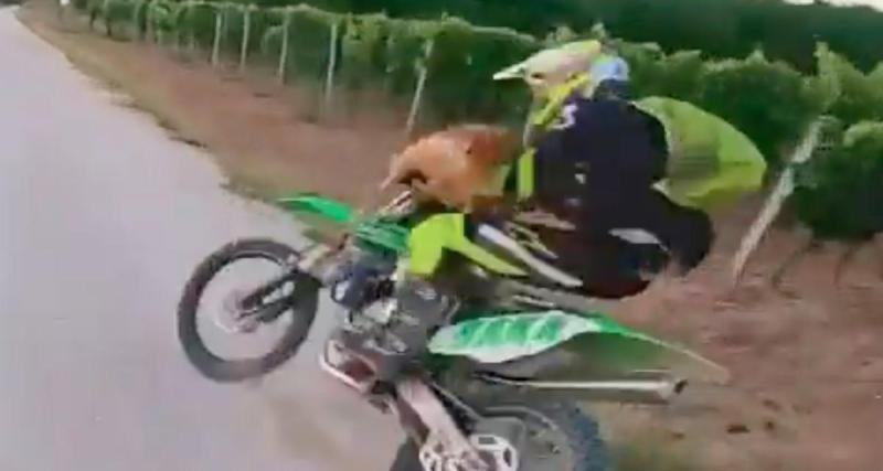  - VIDEO - Quand une biche plaque un motard comme un rugbyman !