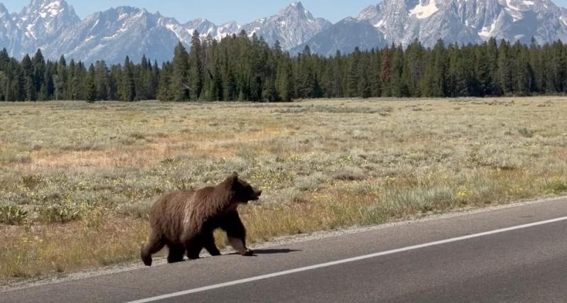  - VIDEO - Ces grizzlis sont mieux éduqués que certains piétons pour traverser la route