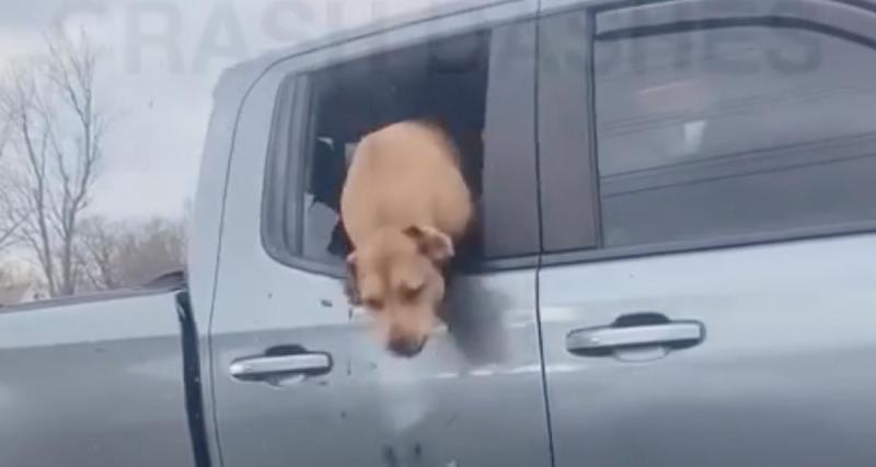  - VIDEO - Attiré par des aboiements, ce chien est prêt à briser la vitre de son maître pour répondre !