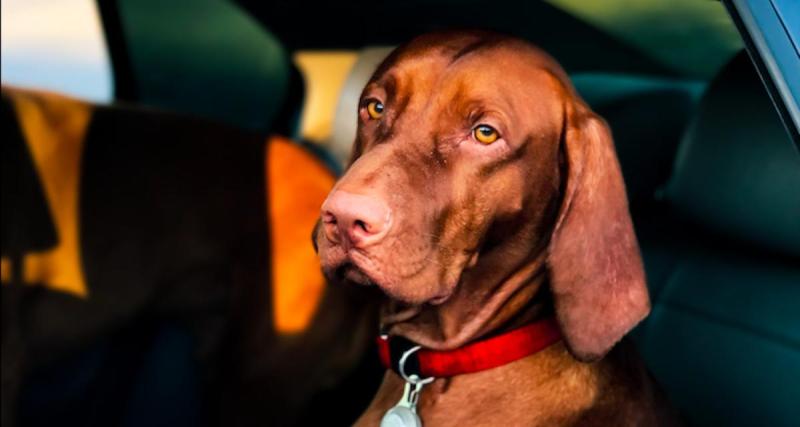  - Un chien flashé en excès de vitesse choque des policiers