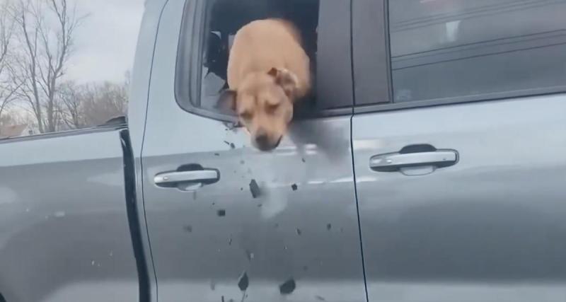  - VIDEO - Un peu trop enthousiaste, le chien passe à travers la fenêtre