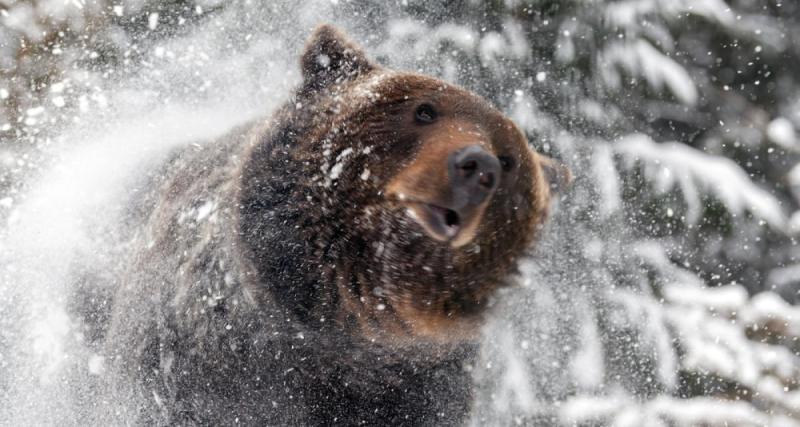  - VIDEO - Quand un ours traverse la piste au milieu des skieurs