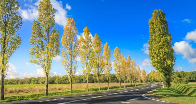  - 4 000 arbres abattus pour des raisons de "sécurité routière", le projet qui fait polémique