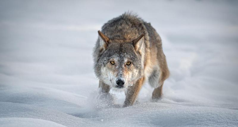  - VIDEO - 2 loups traversent la piste au milieu des skieurs dans les Alpes !