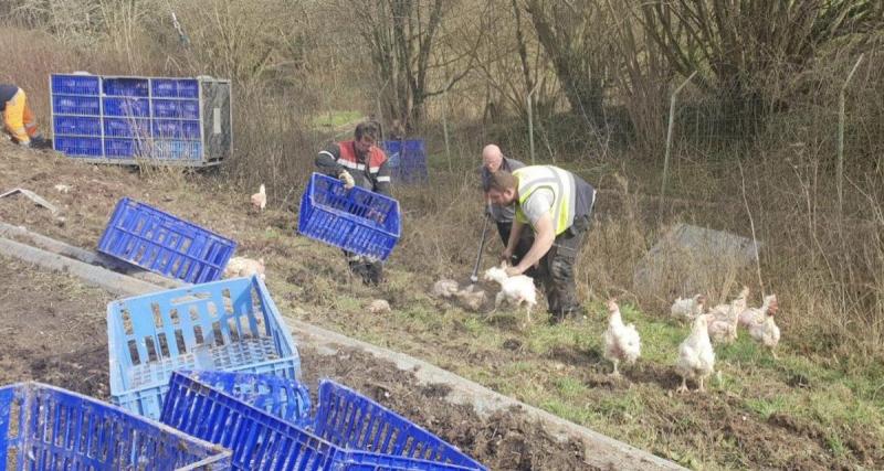  - 4500 poulets en libertés sur l’autoroute, la grande évasion ne dure que quelques heures