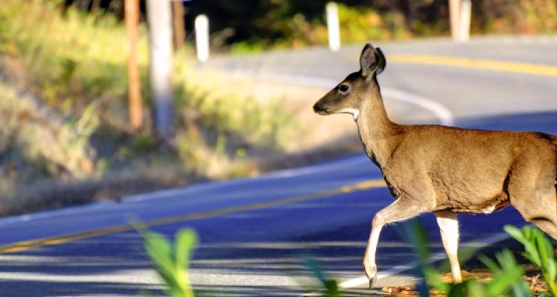  - VIDEO - Quand un skateur manque de percuter une biche en pleine descente