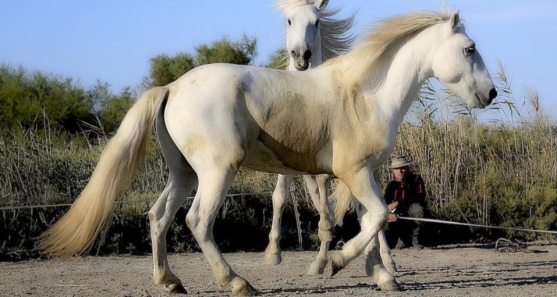  - Un cheval sur l'autoroute, drôle d'expérience pour ces automobilistes