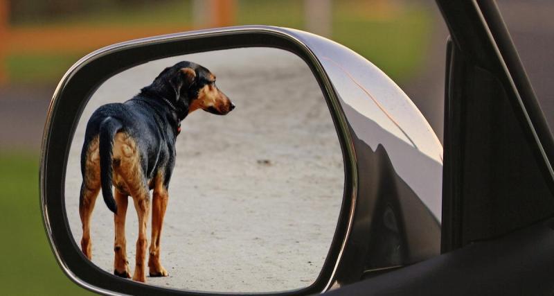  - Des taxis et VTC éviteraient des clients malvoyants accompagnés de chiens guides, une association demande des sanctions