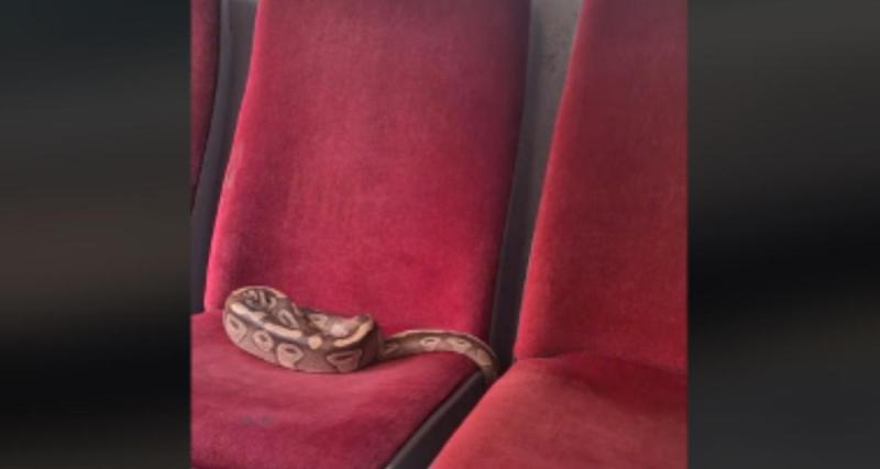  - Un passager oublie son serpent à l’arrière du bus, le chauffeur est contraint d’évacuer tout le monde