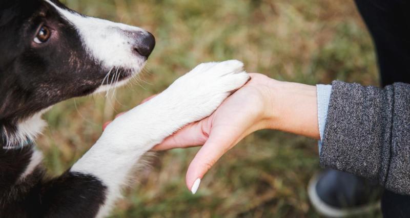  - Comment avoir un chien bien dressé dès son arrivée dans le foyer ?