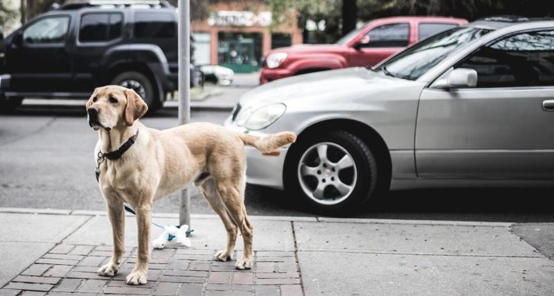  - Son maître est victime d’un accident de voiture, le chien parcourt six kilomètres seul pour alerter les secours