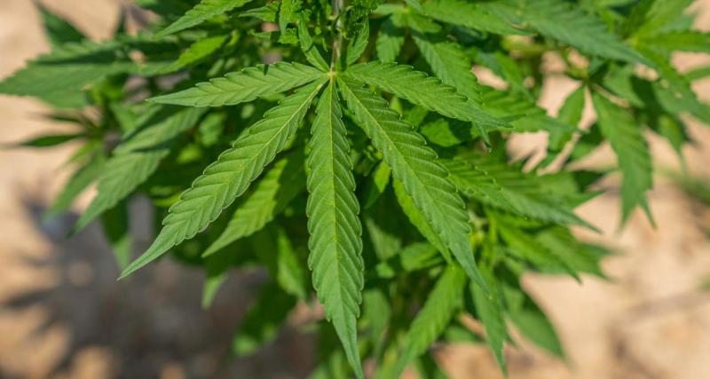  - Conduire après avoir consommé du cannabis, possible mais très contrôlé dans ce pays