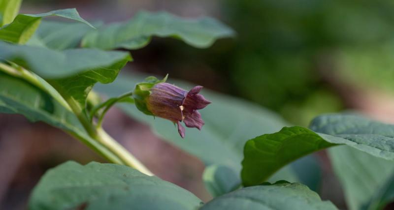  - Quelles sont les plantes mortelles pour nos enfants ? Retrouvez notre liste complète