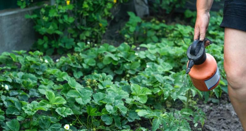  - Attention aux risques d’empoisonnement avec certains produits, lorsque vous jardinez avec vos enfants ! 