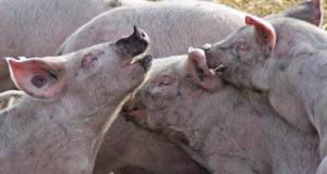 Un camion se renverse sur l’autoroute avec 160 porcs à son bord 