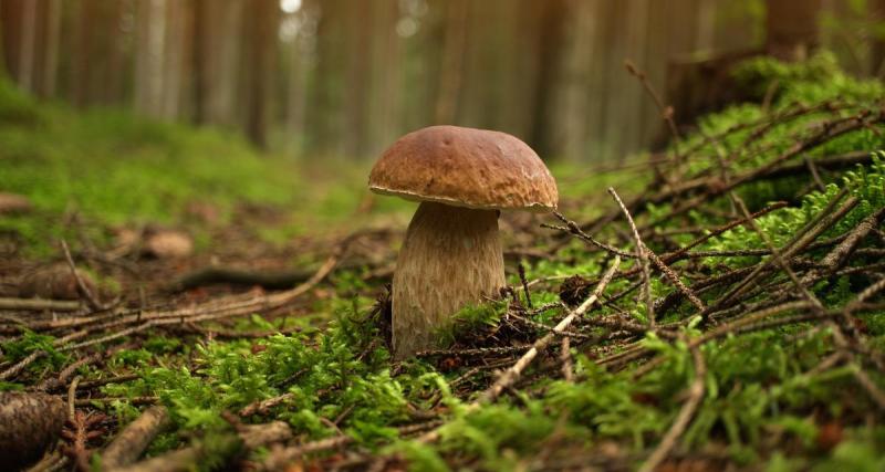  - L'automne arrive et avec elle la saison des champignons : tous nos conseils pour une cueillette en famille réussie !