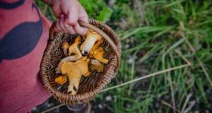 Attention à la saison des champignons : ne prenez pas de risques inutiles avec vos enfants