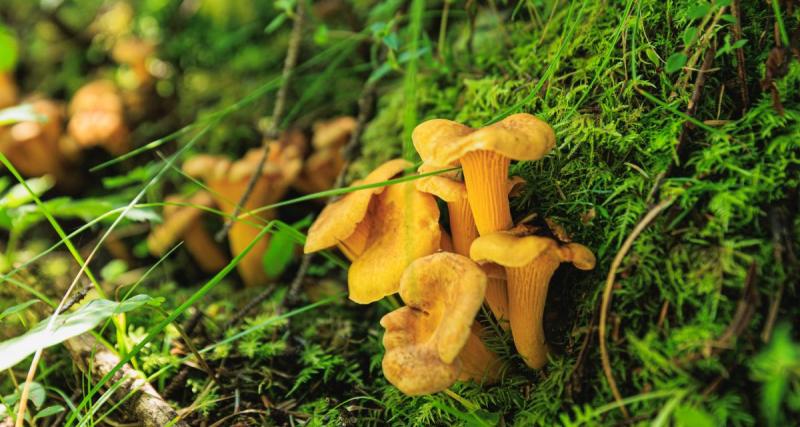  - Les bons réflexes à avoir en cas d'intoxication avec des champignons cueillis dans les bois : protégez-vous et vos enfants