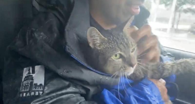  - Un chat bloqué sous une voiture lors d’une tempête, il est sauvé par deux journalistes 
