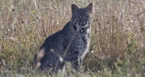 Elle tombe sur un lynx en plein milieu de la route