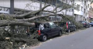 Un arbre tombe sur une voiture, la conductrice s’en sort miraculeusement