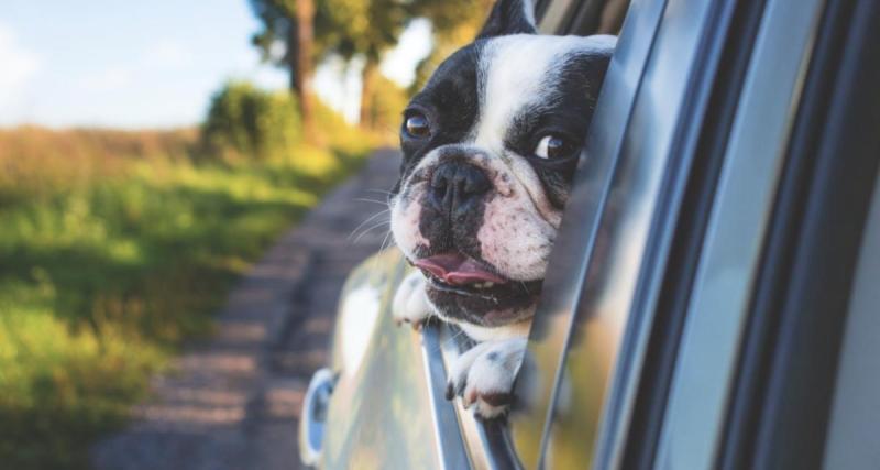  - Elle veut libérer ses chiens de la voiture et atterrit en prison !