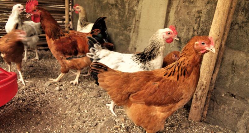  - Un conducteur ivre interpellé ... avec un poulet comme passager !