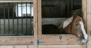 Quatre poneys obligés d’être euthanasiés après un accident avec une voiture 