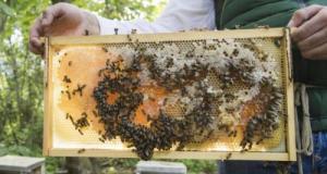 Il veut échapper aux gendarmes et renverse une ruche… les abeilles se chargent du reste 