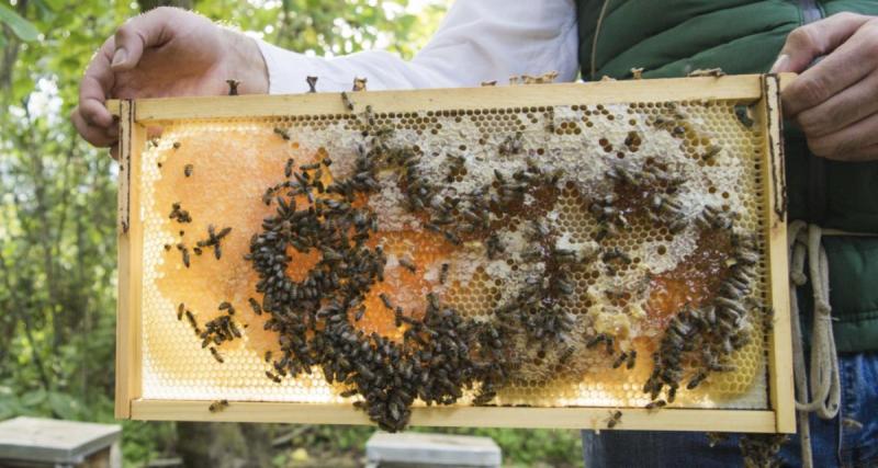  - Il veut échapper aux gendarmes et renverse une ruche… les abeilles se chargent du reste 