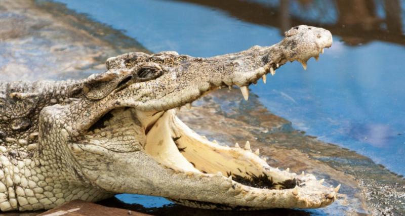  - Un alligator bloque la route d’une livreuse, elle appelle la police pour finir la course