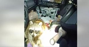 La police interpelle une conductrice et découvre… son raton laveur en train de “fumer” de la méthamphétamine